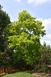 Frisia Locust (Robinia pseudoacacia 'Frisia') at Make It Green Garden Centre