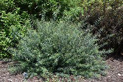 Canyon Blue Arctic Willow (Salix purpurea 'Canyon Blue') at Make It Green Garden Centre