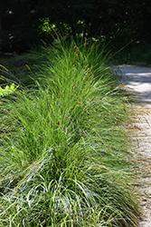 Autumn Moor Grass (Sesleria autumnalis) at Make It Green Garden Centre
