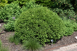 Green Gem Boxwood (Buxus 'Green Gem') at Lurvey Garden Center