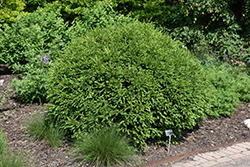 Green Gem Boxwood (Buxus 'Green Gem') at Make It Green Garden Centre