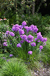 Blue Paradise Garden Phlox (Phlox paniculata 'Blue Paradise') at Make It Green Garden Centre