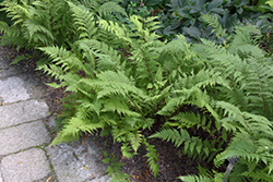 Lady in Red Fern (Athyrium filix-femina 'Lady in Red') at Make It Green Garden Centre