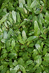 Emerald Chip Bugleweed (Ajuga tenorii 'Emerald Chip') at Lurvey Garden Center