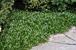 Emerald Chip Bugleweed (Ajuga tenorii 'Emerald Chip') at Lurvey Garden Center