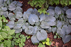 Hadspen Blue Hosta (Hosta 'Hadspen Blue') at Make It Green Garden Centre