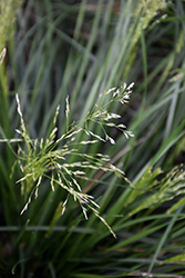 Golden Dew Tufted Hair Grass (Deschampsia cespitosa 'Goldtau') at Make It Green Garden Centre