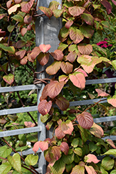 Variegated Hardy Kiwi Vine (Actinidia kolomikta) at Lurvey Garden Center