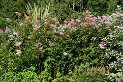 Venusta Queen Of The Prairie (Filipendula rubra 'Venusta') at Make It Green Garden Centre