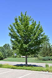 State Street Miyabe Maple (Acer miyabei 'Morton') at Make It Green Garden Centre