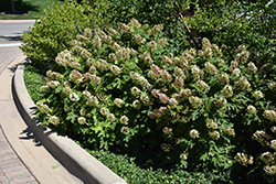 Snow Queen Hydrangea (Hydrangea quercifolia 'Snow Queen') at Make It Green Garden Centre
