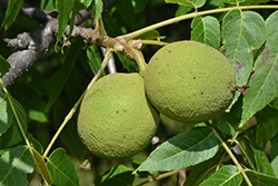 Black Walnut (Juglans nigra) at Lurvey Garden Center