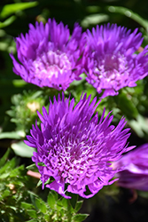 Honeysong Purple Aster (Stokesia laevis 'Honeysong Purple') at Make It Green Garden Centre