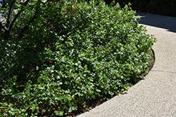Gro-Low Fragrant Sumac (Rhus aromatica 'Gro-Low') at Make It Green Garden Centre