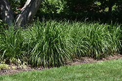 Korean Reed Grass (Calamagrostis brachytricha) at Make It Green Garden Centre