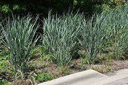 Dallas Blues Switch Grass (Panicum virgatum 'Dallas Blues') at Make It Green Garden Centre