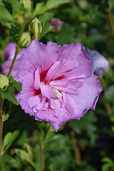 Lavender Chiffon Rose Of Sharon (Hibiscus syriacus 'Notwoodone') at Make It Green Garden Centre