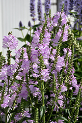 Pink Manners Obedient Plant (Physostegia virginiana 'Pink Manners') at Make It Green Garden Centre