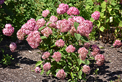 Invincibelle Ruby Hydrangea (Hydrangea arborescens 'NCHA3') at Make It Green Garden Centre