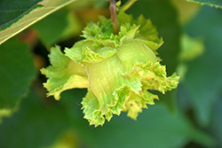 American Hazelnut (Corylus americana) at Lurvey Garden Center