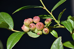 Pink Lemonade Blueberry (Vaccinium 'Pink Lemonade') at Make It Green Garden Centre