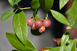 Pink Lemonade Blueberry (Vaccinium 'Pink Lemonade') at Make It Green Garden Centre