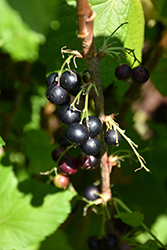 Jostaberry (Ribes x nidigrolaria) at Make It Green Garden Centre