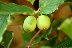 Issai Hardy Kiwi (Actinidia arguta 'Issai') at Make It Green Garden Centre