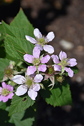 Chester Thornless Blackberry (Rubus 'Chester') at Make It Green Garden Centre