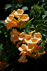 Yellow Trumpetvine (Campsis radicans 'Flava') at Make It Green Garden Centre