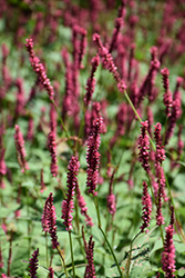 Fire Tail Fleeceflower (Persicaria amplexicaulis 'Fire Tail') at Lurvey Garden Center