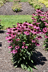 Butterfly Purple Emperor Coneflower (Echinacea 'Purple Emperor') at Make It Green Garden Centre