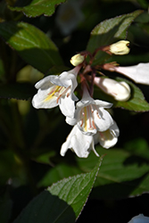 Tuxedo Weigela (Weigela 'Velda') at Make It Green Garden Centre