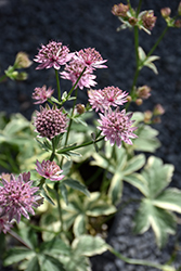 Vanilla Gorilla Variegated Masterwort (Astrantia major 'Vanilla Gorilla') at Lurvey Garden Center