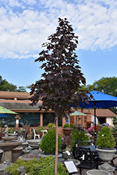 Crimson Sunset Maple (Acer 'JFS-KW202') at Lurvey Garden Center