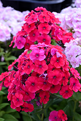 Red Riding Hood Garden Phlox (Phlox paniculata 'Red Riding Hood') at Make It Green Garden Centre