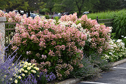 Quick Fire Hydrangea (Hydrangea paniculata 'Bulk') at Make It Green Garden Centre