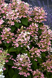 Quick Fire Hydrangea (Hydrangea paniculata 'Bulk') at Lurvey Garden Center