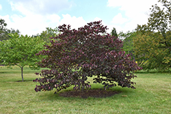 Forest Pansy Redbud (Cercis canadensis 'Forest Pansy') at Make It Green Garden Centre