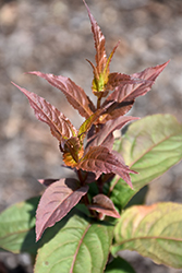 Kodiak Red Diervilla (Diervilla 'G2X885411') at Make It Green Garden Centre