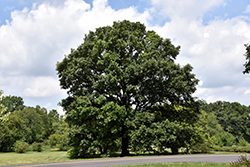 Swamp White Oak (Quercus bicolor) at Make It Green Garden Centre
