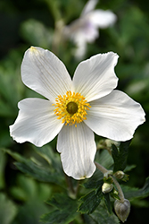 Wild Swan Anemone (Anemone 'Macane001') at Lurvey Garden Center