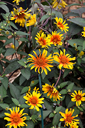 Burning Hearts False Sunflower (Heliopsis helianthoides 'Burning Hearts') at Make It Green Garden Centre