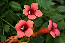 Flamenco Trumpetvine (Campsis radicans 'Flamenco') at Make It Green Garden Centre