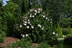 Pink Chiffon Rose of Sharon (Hibiscus syriacus 'JWNWOOD4') at Make It Green Garden Centre