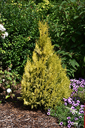 Filip's Magic Moment Arborvitae (Thuja occidentalis 'Filip's Magic Moment') at Make It Green Garden Centre