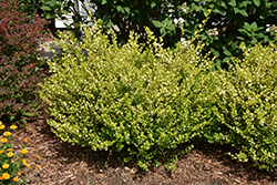 Cesky Gold Dwarf Birch (Betula x plettkei 'Golden Treasure') at Lurvey Garden Center