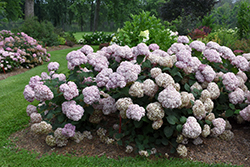 Incrediball Blush Smooth Hydrangea (Hydrangea arborescens 'NCHA4') at Make It Green Garden Centre