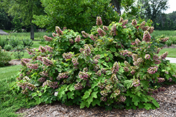 Gatsby Pink Hydrangea (Hydrangea quercifolia 'JoAnn') at Make It Green Garden Centre