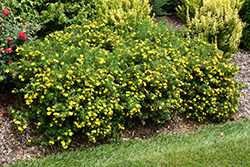Happy Face Yellow Potentilla (Potentilla fruticosa 'Lundy') at Make It Green Garden Centre